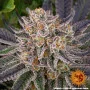 Насіння конопель Runtz від Barney's Farm