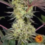 Насіння конопель Runtz від Barney's Farm