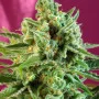 Семена конопли S.A.D. SWEET AFGANI DELICIOUS CBD® от Sweet Seeds