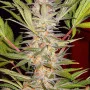 Семена конопли S.A.D. SWEET AFGANI DELICIOUS F1 FAST VERSION® от Sweet Seeds