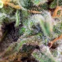 Семена конопли S.A.D. SWEET AFGANI DELICIOUS ® от Sweet Seeds