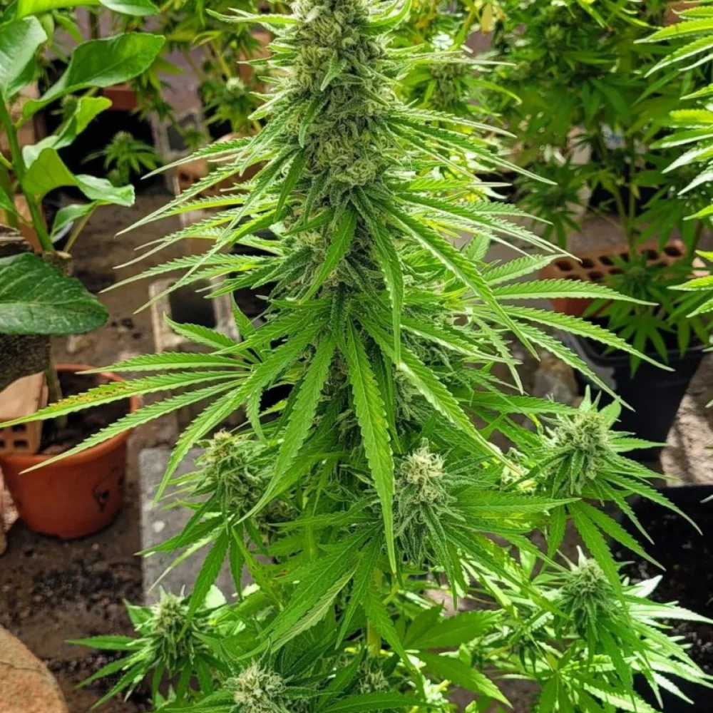 Сорт насіння канабісу Mataro Blue від Kannabia Seeds