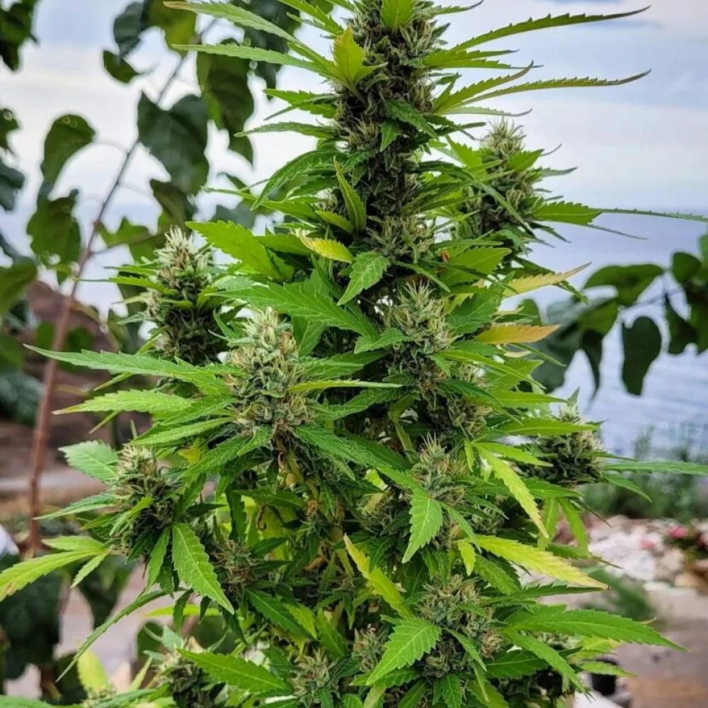 Сорт насіння канабісу Karibbean Mango від Kannabia Seeds