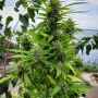Сорт насіння канабісу Karibbean Mango від Kannabia Seeds