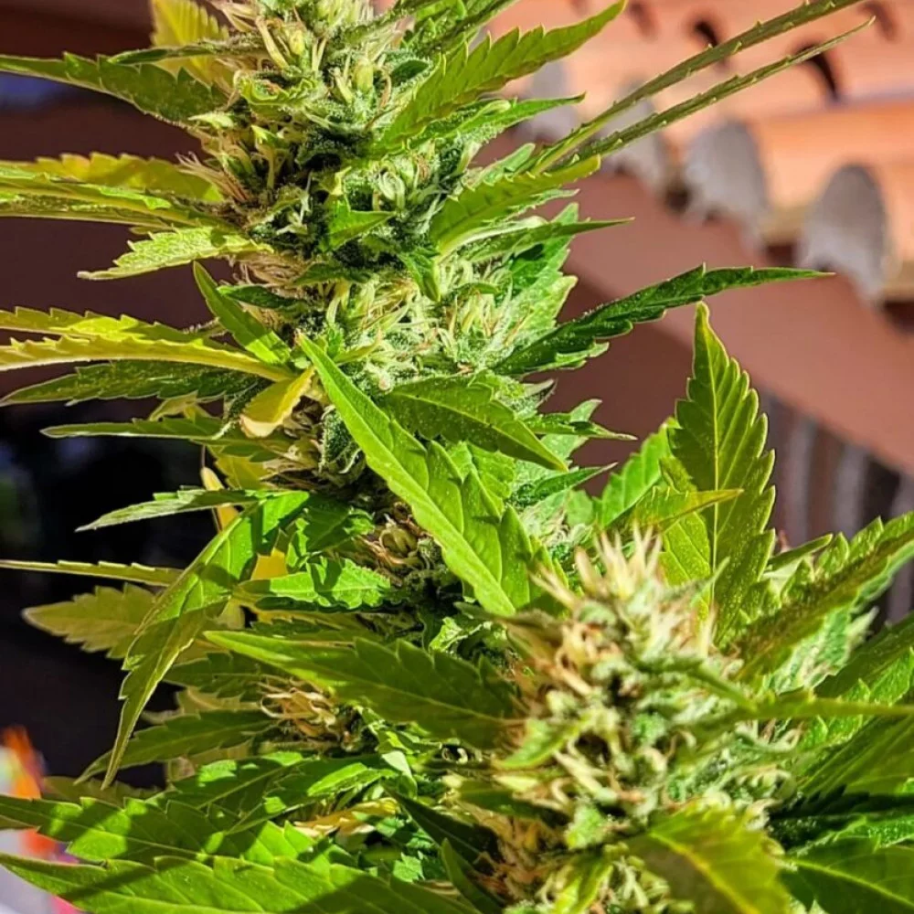 Сорт насіння канабісу Karibbean Mango від Kannabia Seeds