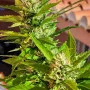 Сорт насіння канабісу Karibbean Mango від Kannabia Seeds