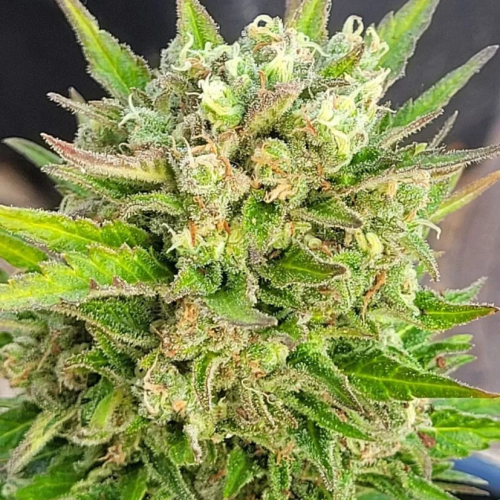 Сорт насіння канабісу Karibbean Mango від Kannabia Seeds