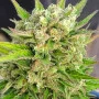 Сорт насіння канабісу Karibbean Mango від Kannabia Seeds