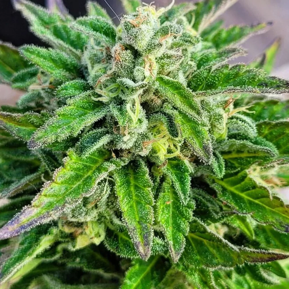 Сорт насіння канабісу Karibbean Mango від Kannabia Seeds