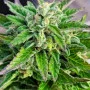 Сорт насіння канабісу Karibbean Mango від Kannabia Seeds