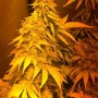 Cannabis seed variety Diesel Glue of Kannabia Seeds