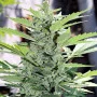 Cannabis seed variety Auto Somango Feminised