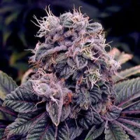 Auto Blueberry Feminised Gold