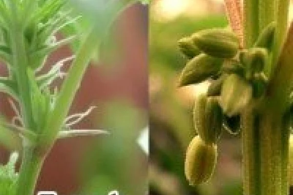 Женское и мужское растение конопли видео мужик с марихуаной