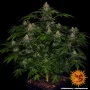 Cannabis seeds Shiskaberry from Barney's Farm