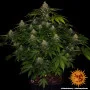 Cannabis seeds Shiskaberry from Barney's Farm