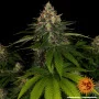 Cannabis seeds Shiskaberry from Barney's Farm