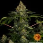 Cannabis seeds Shiskaberry from Barney's Farm