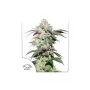 Cannabis seeds SKYWALKER HAZE® from Dutch Passion
