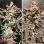 Cannabis seeds SKYWALKER HAZE® from Dutch Passion