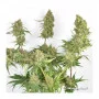 Cannabis seeds SKYWALKER HAZE® from Dutch Passion