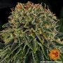 Семена конопли SKYWALKER OG от Barney's Farm
