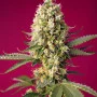 Cannabis seeds SKYWALKER OG RUNTZ XL AUTO® from Sweet Seeds