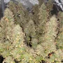 Cannabis seed variety Auto Watermelon Zkittlez Feminised Silver