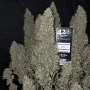 Семена конопли Original AUTO BLUEBERRY от Fast Buds