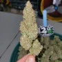 Семена конопли Original AUTO MOBY DICK от Fast Buds