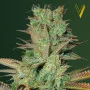 Семена конопли SOMANGO от Victory Seeds