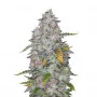 Сорт насіння канабісу Tutankhamon Femenised Silver