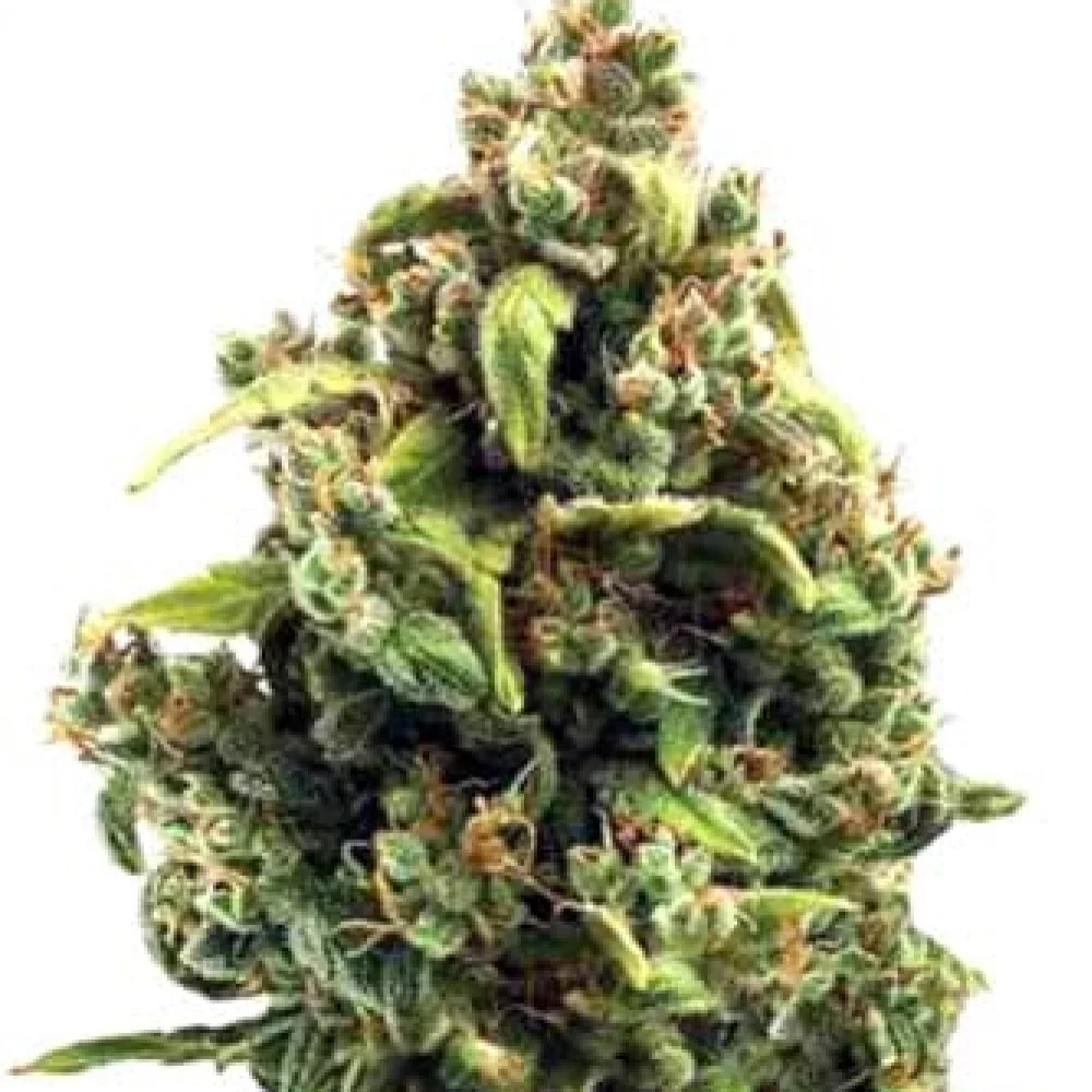 Сорт насіння канабісу Sour Diesel Feminised Silver Сорт насіння канабісу Sour Diesel Feminised Silver