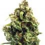 Сорт насіння канабісу Sour Diesel Feminised Silver Сорт насіння канабісу Sour Diesel Feminised Silver