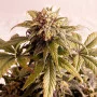 Сорт семян каннабиса Speedy Boom Auto от Kannabia Seeds