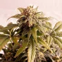 Сорт семян каннабиса Speedy Boom Auto от Kannabia Seeds