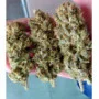 Семена конопли Blue Gelato 41 от Barney's Farm