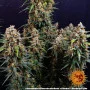 Семена конопли STRAWBERRY CHEESECAKE AUTO от Barney's Farm