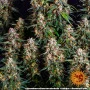 Семена конопли STRAWBERRY CHEESECAKE AUTO от Barney's Farm