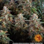 Семена конопли STRAWBERRY CHEESECAKE AUTO от Barney's Farm