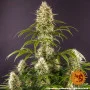 Семена конопли Strawberry Lemonade от Barney's Farm