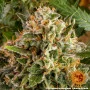 Семена конопли Strawberry Lemonade от Barney's Farm
