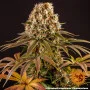 Семена конопли Strawberry Lemonade от Barney's Farm