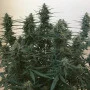 Сорт насіння канабісу Sugar Black Rose Feminised Silver
