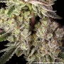 Семена конопли Super Boof от Barney's Farm