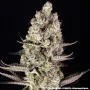 Семена конопли Super Boof от Barney's Farm