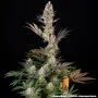 Семена конопли Super Boof от Barney's Farm