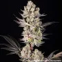 Семена конопли Super Boof от Barney's Farm