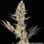 Семена конопли Super Boof от Barney's Farm