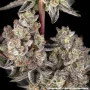 Семена конопли Super Boof от Barney's Farm